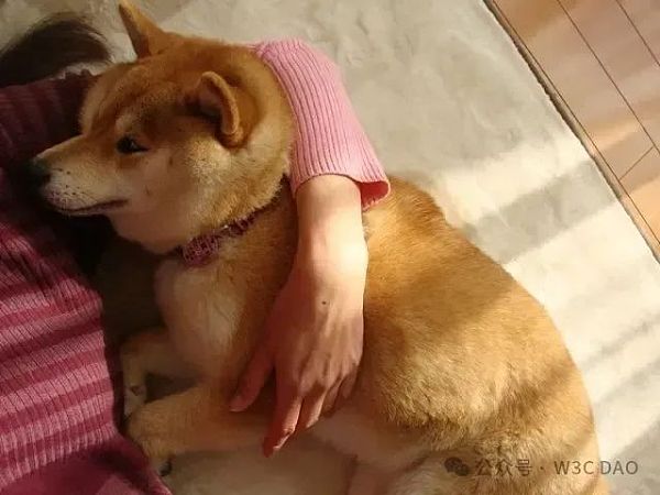 狗狗币原型柴犬去世插图 狗狗币原型柴犬去世